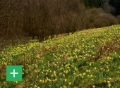 Gelbe Wildnarzisse (Narcissus pseudonarcissus) im Oleftal Copyright Detlef Karbe www.naturfoto-karbe.de