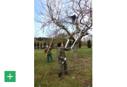 Teilnehmer eines Schnittkurses beim Sanierungsschnitt eines Obstbaumes <span class="copy">&copy; Naturpark Nordeifel</span>