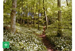 Bärlauchblüte in der Schönecker Schweiz <span class="copy">&copy; Naturpark Nordeifel e.V.</span>