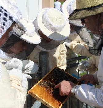 Besuch der Schulbienen