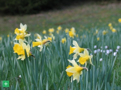 Blühende Narzissenwiese erfreuen die Naturfreunde im Frühjahr <span class="copy">&copy; M. Wetzel</span>