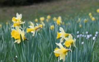 Blühende Narzissenwiese erfreuen die Naturfreunde im Frühjahr <span class="copy">&copy; M. Wetzel</span>