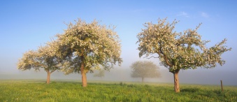 Blühende Streuobstbäume