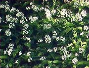 Blütenpracht von Bärlauchpflanzen