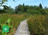 Bohlenstege im Mützenicher Venn. Copyright: Naturpark Nordeifel e.V.