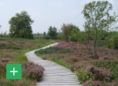 Die Heide blüht im Brackvenn