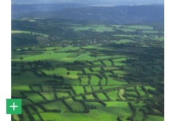 Die landschaftsprägenden Buchenflurhecken im Eifeler Naturpark <span class="copy">&copy; W. Schumacher</span>