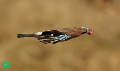 Eichelhäher im Flug <span class="copy">&copy; VDN / R. Armbruster</span>