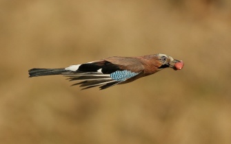 Eichelhäher im Flug <span class="copy">&copy; VDN / R. Armbruster</span>