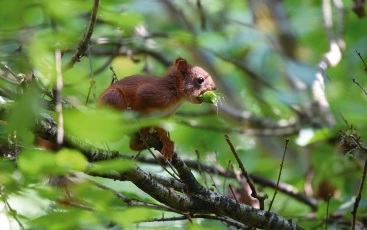 Eichhörnchen im Holderbachtal