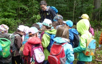 Exkursion zur Krausbuche in der Schönecker Schweiz <span class="copy">&copy; Naturpark Nordeifel e.V.</span>