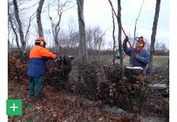 Harte handwerkliche Arbeit sind die Pflegemaßnahmen an den Buchenflurhecken <span class="copy">&copy; Naturpark Nordeifel</span>