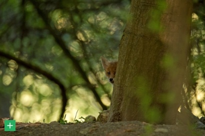 Jungfuchs im Naturpark Stromberg-Heuchelberg <span class="copy">&copy; VDN/Matze</span>