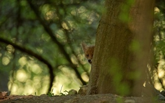 Jungfuchs im Naturpark Stromberg-Heuchelberg <span class="copy">&copy; VDN/Matze</span>