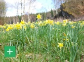 Millionen Narzissen blühen jeden Frühling in den Tälern im Deutsch-Belgischen Naturpark. Copyright: Naturpark Nordeifel e.V.