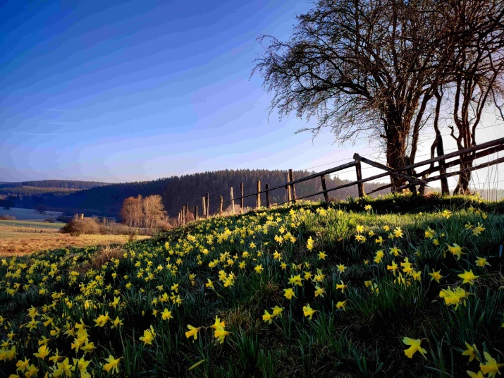 Narzissenblüte am dicken Baum