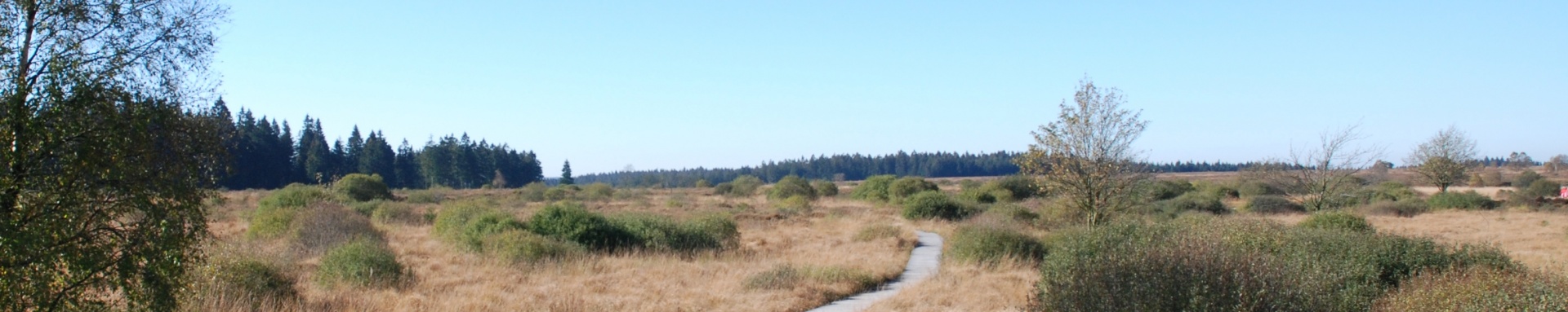 Panorama Hohes Venn