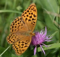 Perlmutterfalter auf Flockenblume