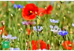 Regiosaatgut für Eifel und Bergisches Land