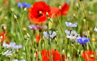 Regiosaatgut für Eifel und Bergisches Land