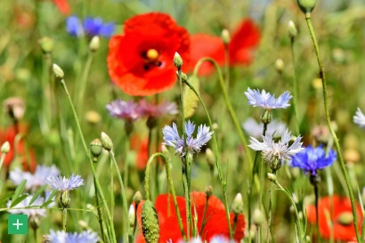 Regiosaatgut für Eifel und Bergisches Land