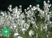 Scheidiges Wollgras (Eriophorum Vaginatum). Copyright: VDN / R. Knauf