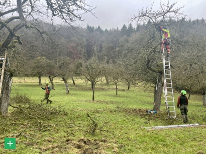 Schnittpflege auf einer Streuobstwiese <span class="copy">&copy; Naturpark Südeifel / Ansgar Dondelinger</span>