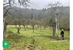 Schnittpflege auf einer Streuobstwiese <span class="copy">© Naturpark Südeifel / Ansgar Dondelinger</span>