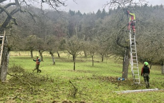 Schnittpflege auf einer Streuobstwiese <span class="copy">&copy; Naturpark Südeifel / Ansgar Dondelinger</span>