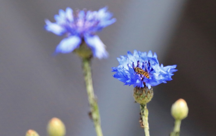 Schwebfliege auf Kornblume, Mürringen