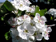 Weißdornhecken in der Blüte