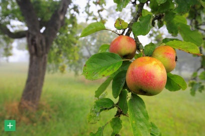 Zweig eines Apfelbaums mit Äpfeln <span class="copy">&copy; Naturpark Südeifel, Charly Schleder</span>