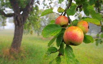 Zweig eines Apfelbaums mit Äpfeln <span class="copy">&copy; Naturpark Südeifel, Charly Schleder</span>