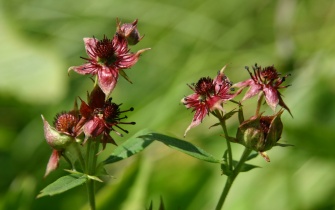  <span class="copy">&copy; Naturpark Nordeifel e.V. / T. Weber</span>