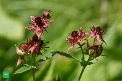 <span class="copy">© Naturpark Nordeifel e.V. / T. Weber</span>